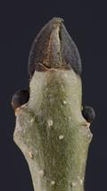 زبان گنجشک